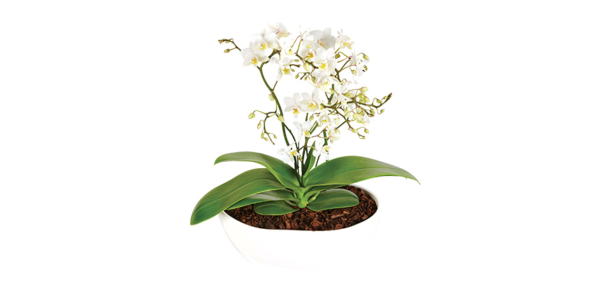 Home interiors: Potted plants