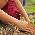 Home growing: 8 Top Tips