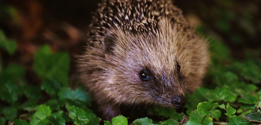 Liverpool Loop Line, Sustrans, hedgehogs, wildlife conservation